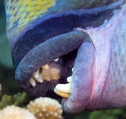 Up close and personal with a Titan Triggerfish. Yikes! by Larissa Roorda 
